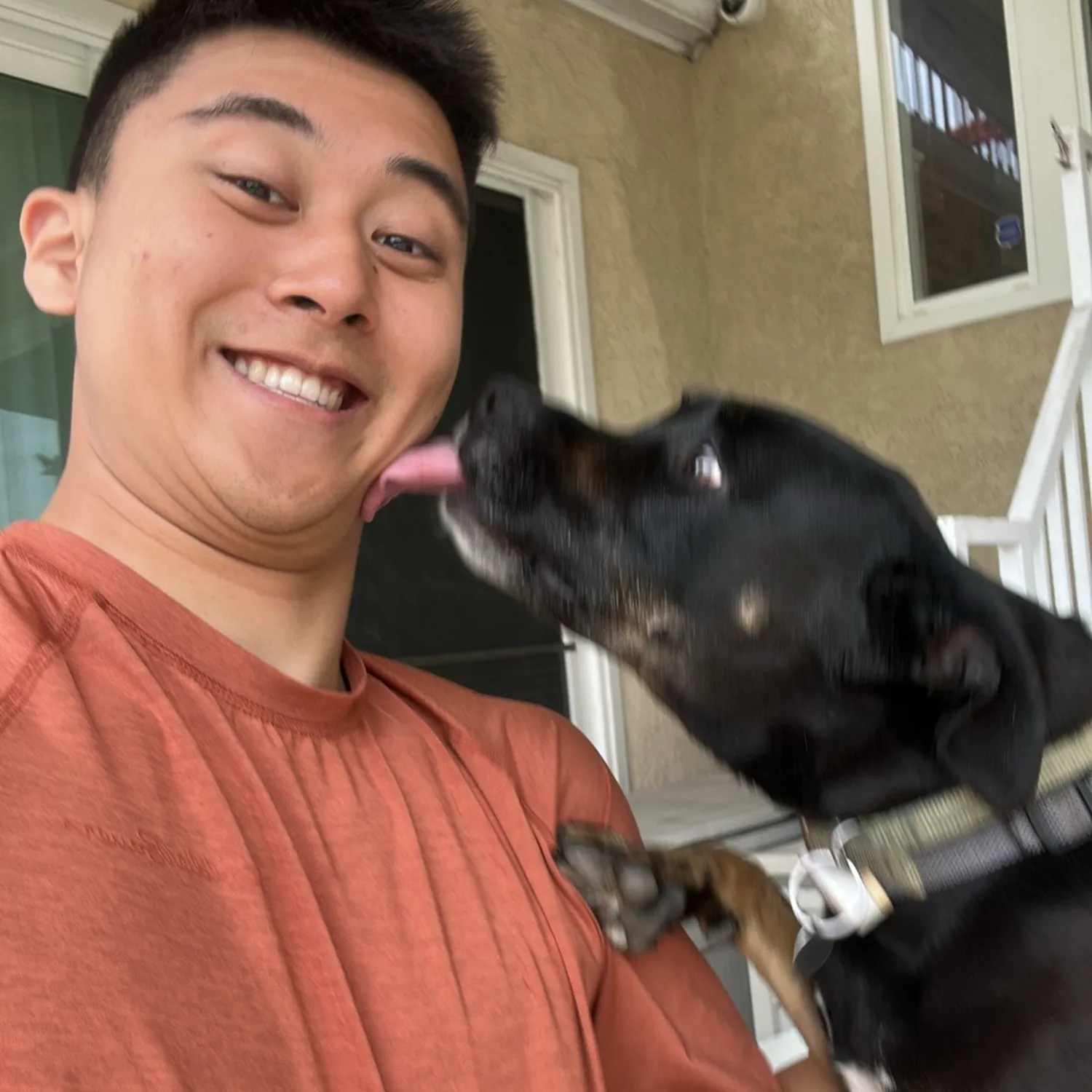 Nala the dog